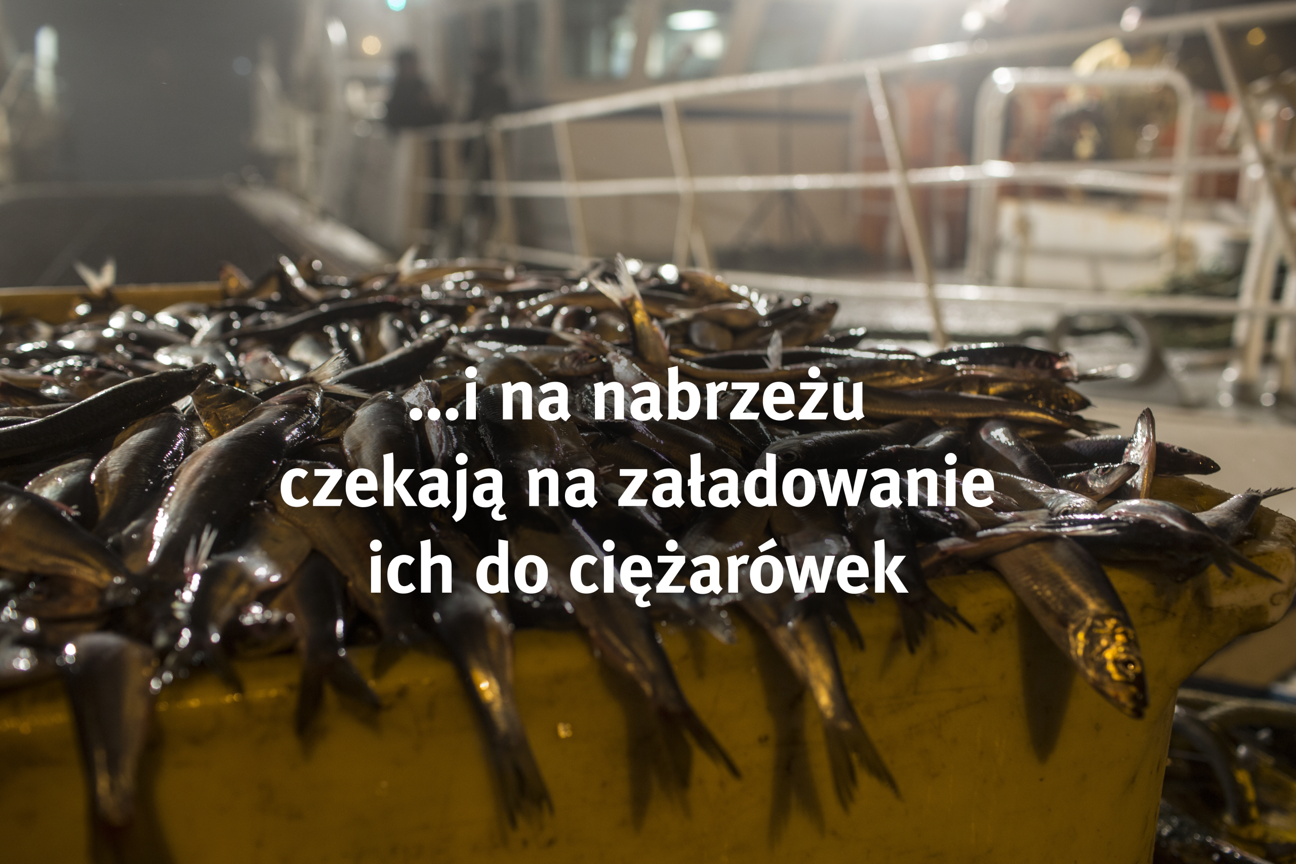 Załadowanie ryb do ciężarówek