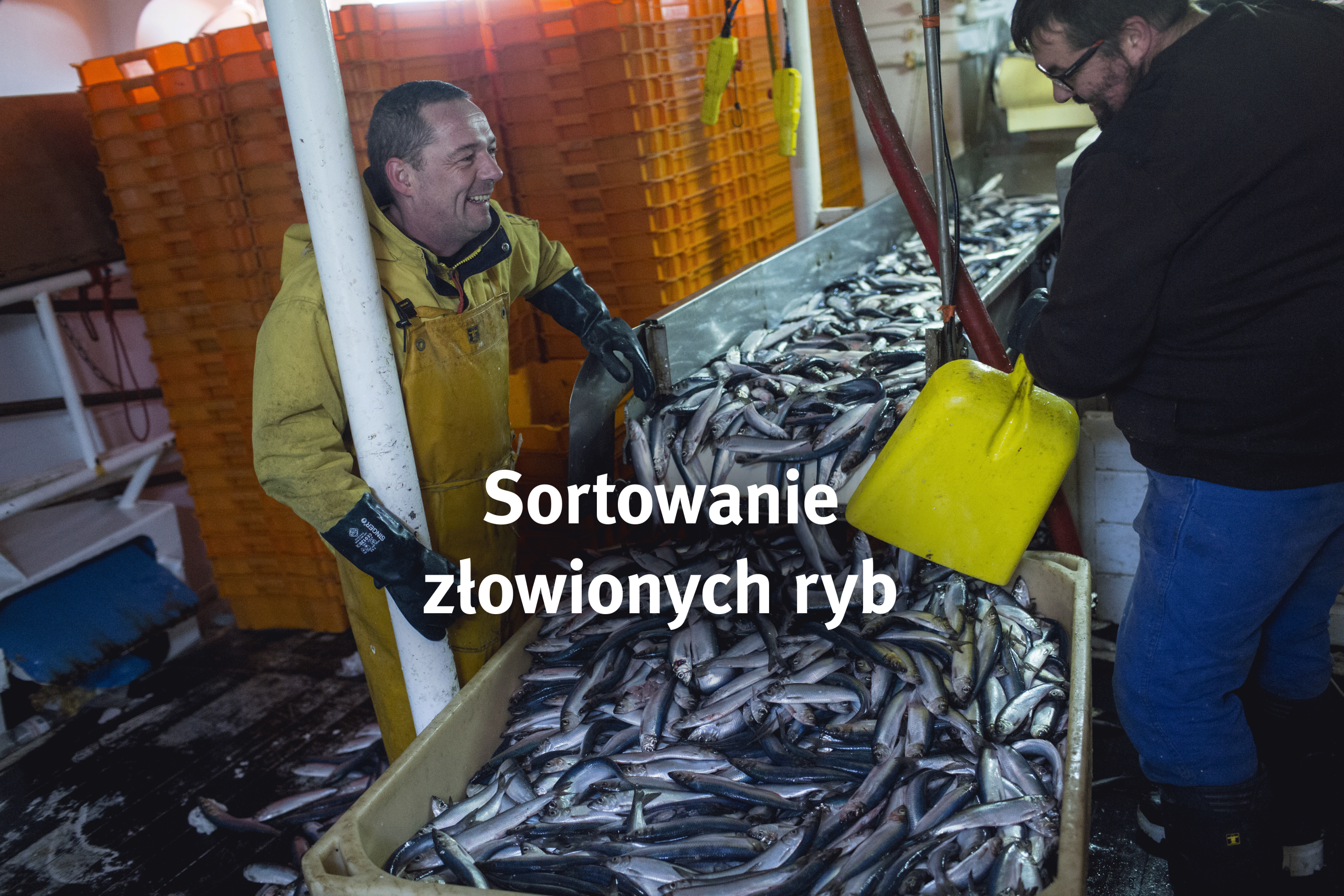Sortowanie złowionych ryb